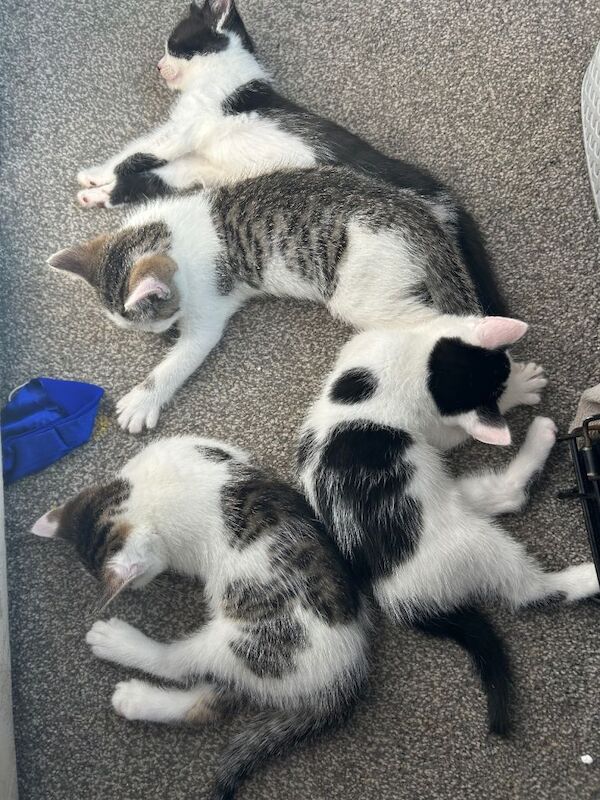 3 beautiful boy kittens looking for their forever homes