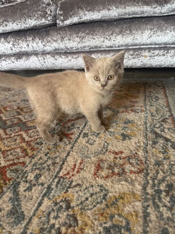 British Shorthair kittens for sale in Downend, Berkshire – 9 weeks old