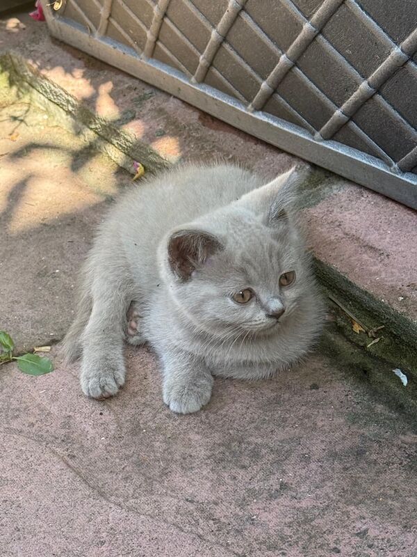 British Shorthair kittens for sale in Downend, Berkshire – 9 weeks old - Image 2 of 3