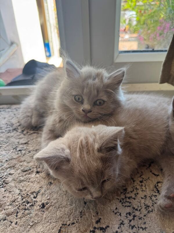 British Shorthair kittens for sale in Downend, Berkshire – 9 weeks old - Image 3 of 3