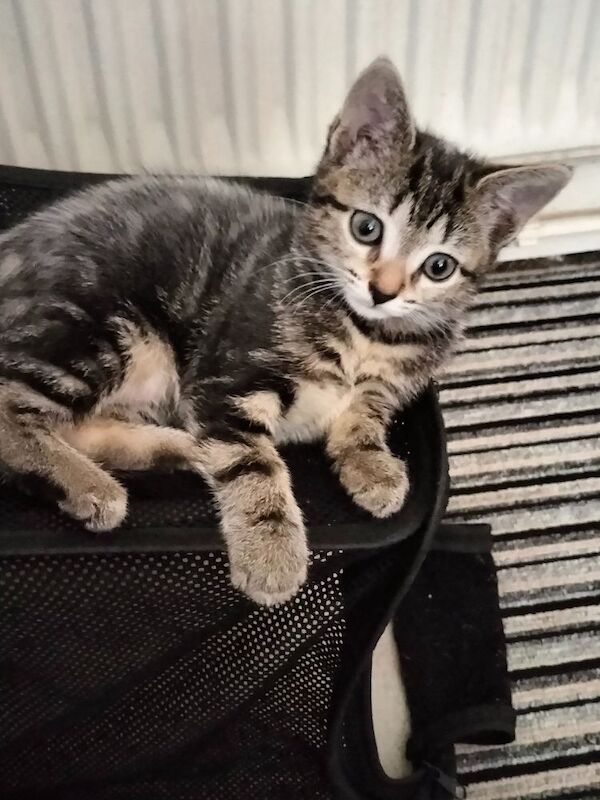 3 Beautiful fluffy sliver tabby kittens for sale