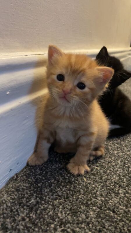 3 beautiful kittens for sale in Wallsend, Tyne and Wear