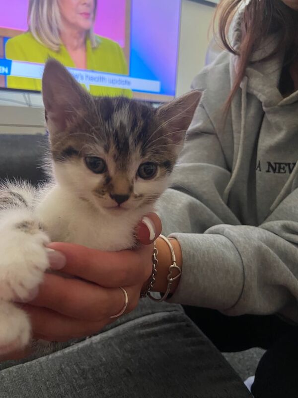 3 Beautiful Kittens for sale in Croydon, Greater London