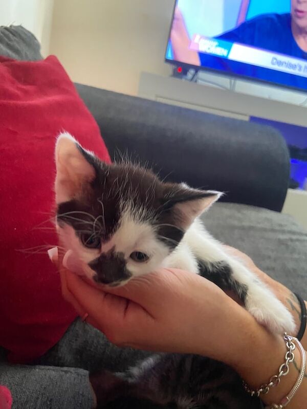 3 Beautiful Kittens for sale in Croydon, Greater London | Image 2