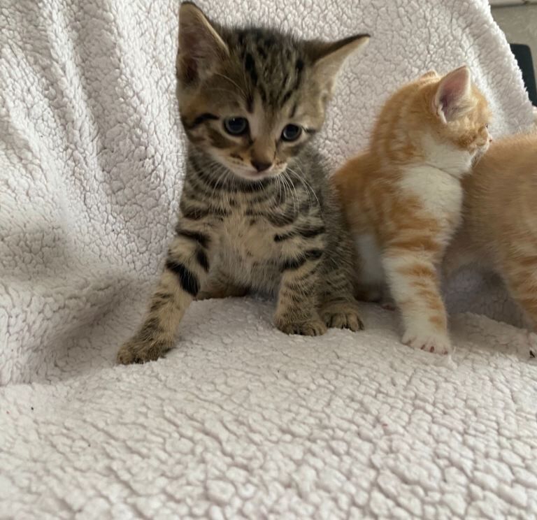 3 Beautiful kittens - Image 2 of 3