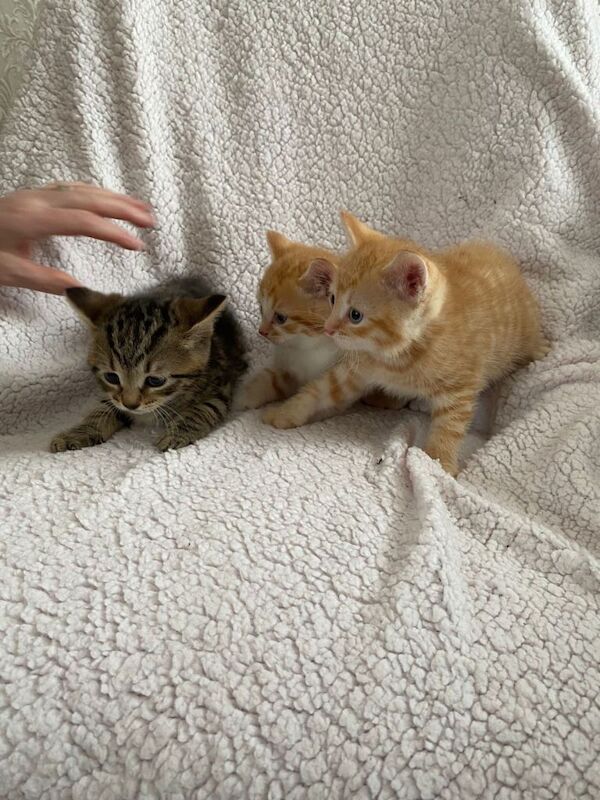 3 Beautiful kittens - Image 3 of 3