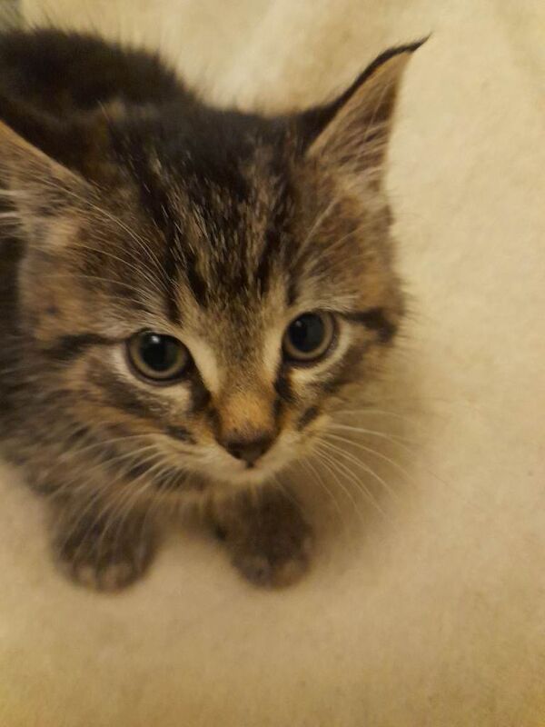 British Shorthair Kittens For Sale Under £300