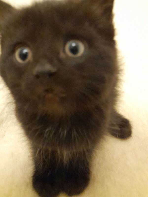 British Shorthair kittens for sale in Clarkston, Lanarkshire – 9 weeks old - Image 2 of 3