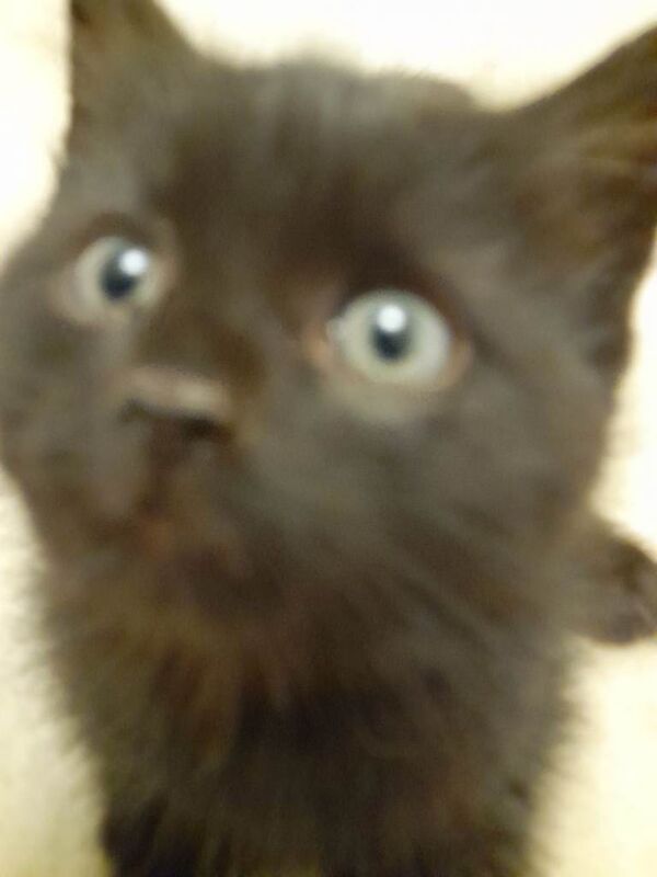 British Shorthair kittens for sale in Clarkston, Lanarkshire – 9 weeks old - Image 3 of 3