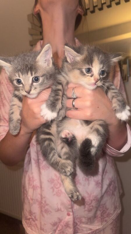 3 beautiful kittens for sale