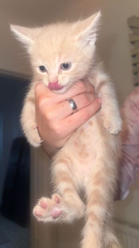 3 beautiful kittens for sale - Image 2 of 2