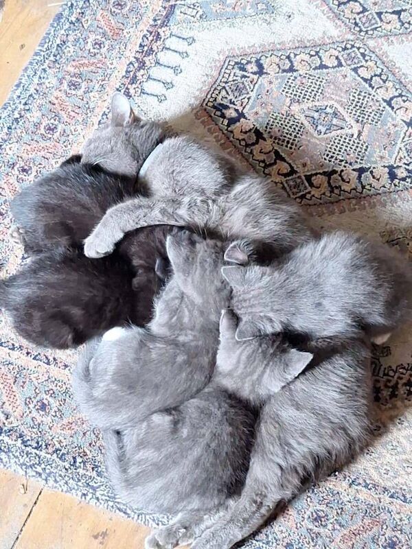 3 beautiful kittens looking for a forever home