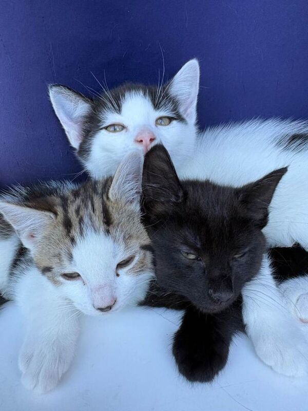 3 Beautiful playful kittens for sale