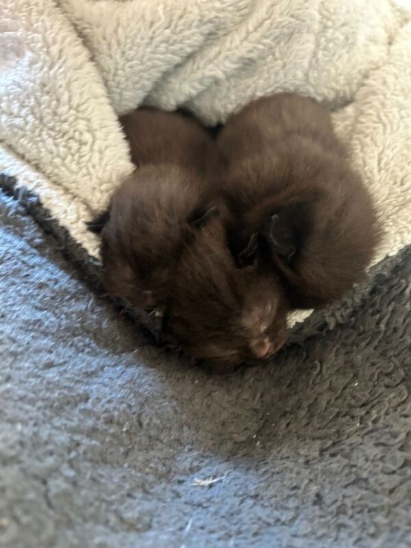 British Shorthair kittens for sale in Woking, Surrey – 6 weeks old