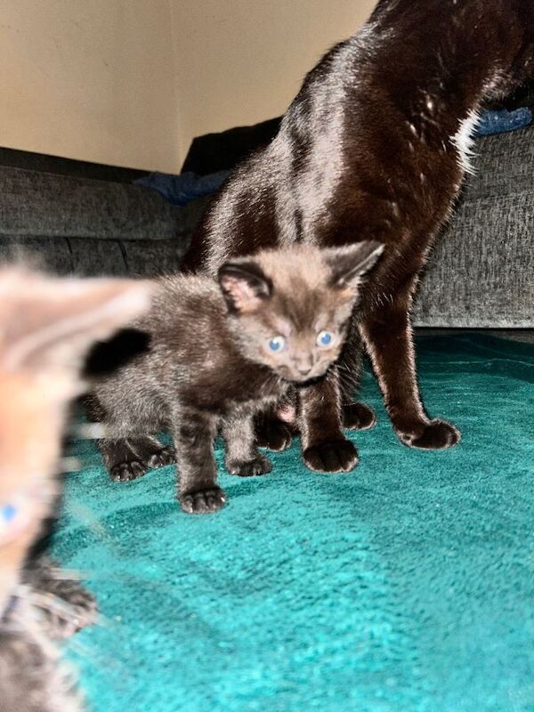 British Shorthair kittens for sale in Woking, Surrey – 6 weeks old - Image 3 of 5