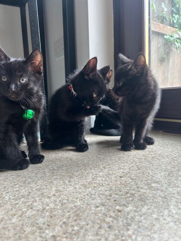 3 black kittens
