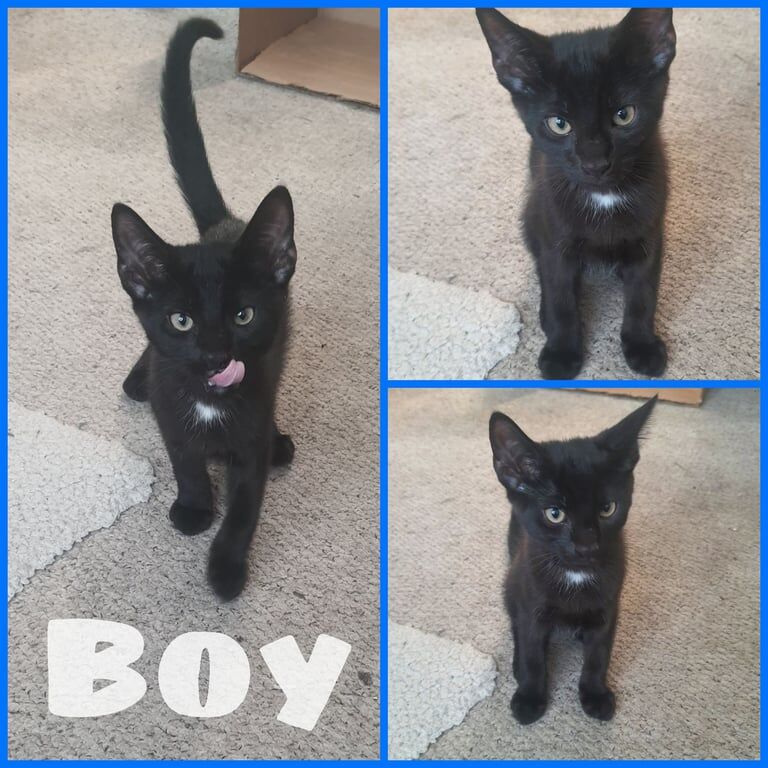3 black kittens for sale in Wimbledon, Greater London