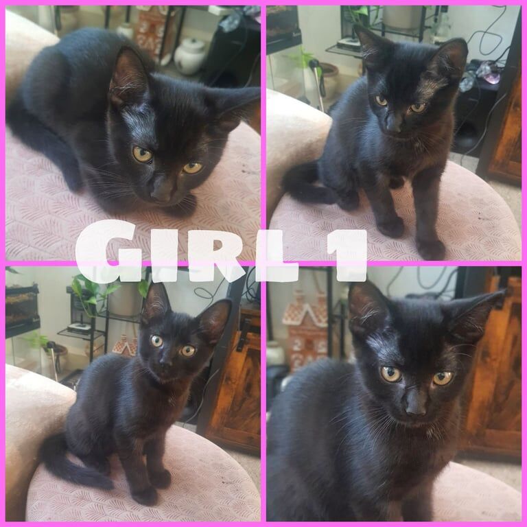 3 black kittens for sale in Wimbledon, Greater London | Image 2