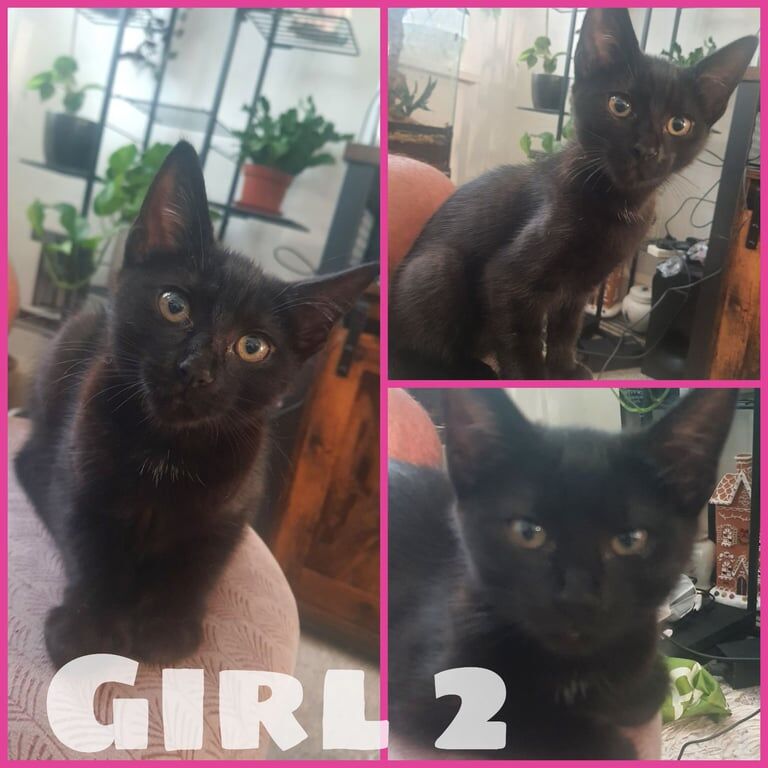 3 black kittens for sale in Wimbledon, Greater London | Image 3