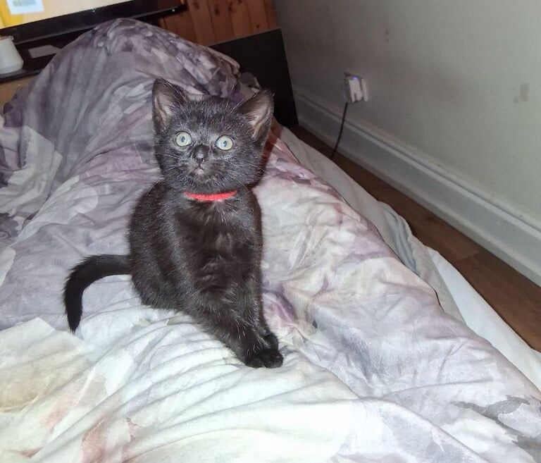 British Shorthair kittens for sale in Coatbridge, Lanarkshire – 8 weeks old - Image 3 of 3