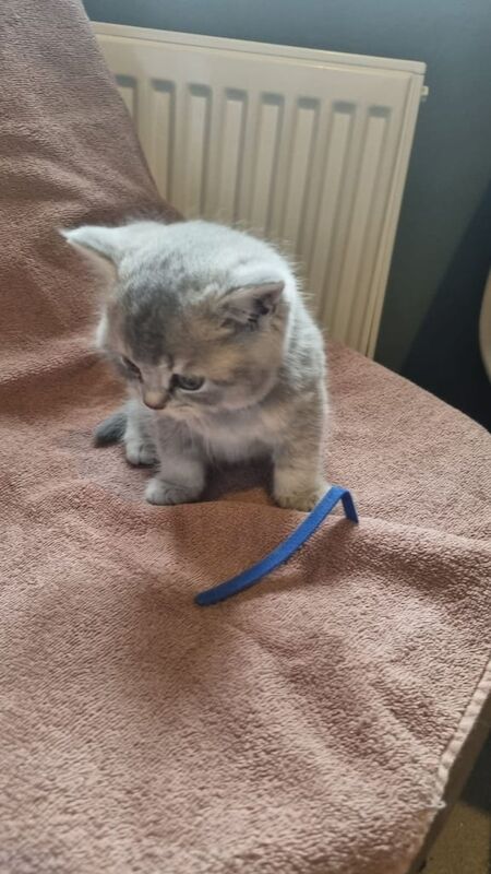 British Shorthair kittens for sale in Burton upon Trent, Staffordshire – 3 months old - Image 2 of 6