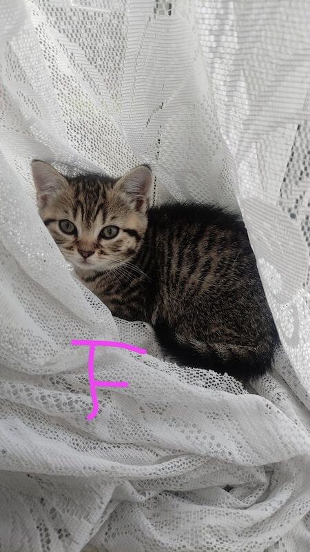 British Shorthair kittens for sale in Stechford, West Midlands – 3 months old