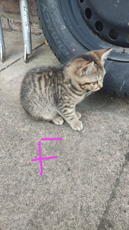 British Shorthair kittens for sale in Stechford, West Midlands – 3 months old - Image 2 of 3