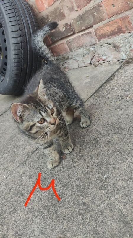 British Shorthair kittens for sale in Stechford, West Midlands – 3 months old - Image 3 of 3