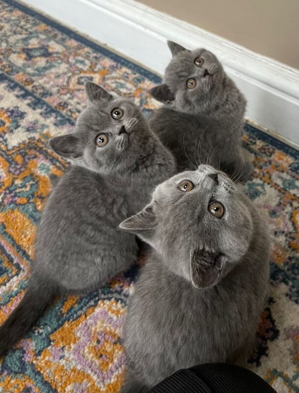 British Shorthair kittens for sale in Bath, Somerset – 8 weeks old