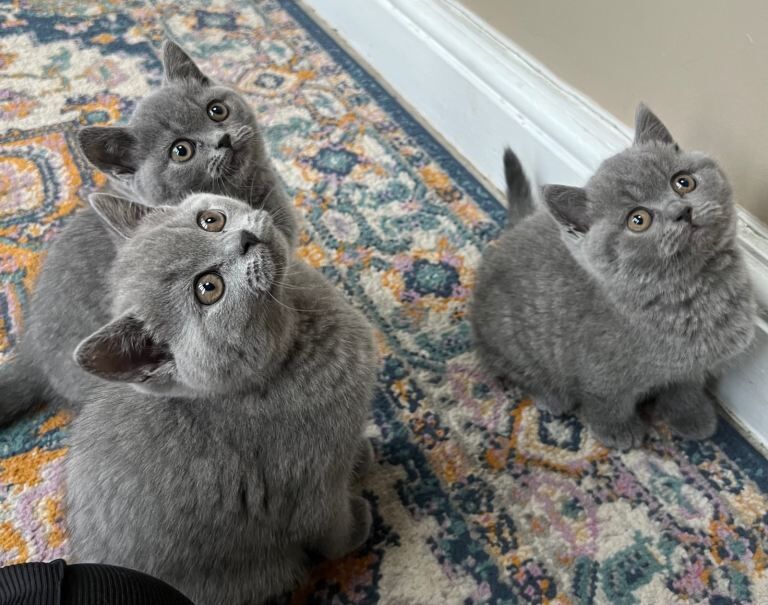 3 British shorthair kittens - Image 2 of 5