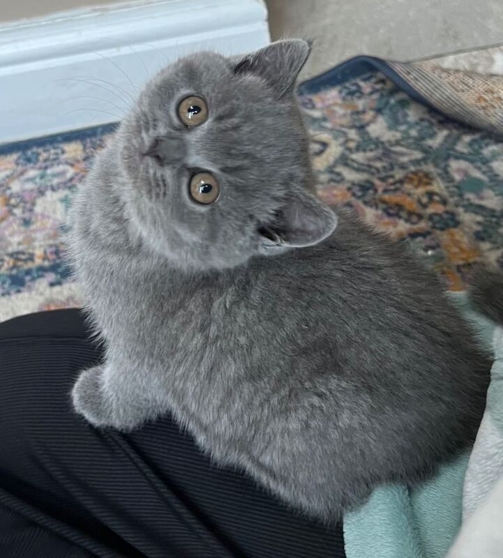 3 British shorthair kittens - Image 3 of 5