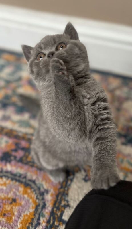 3 British shorthair kittens - Image 4 of 5