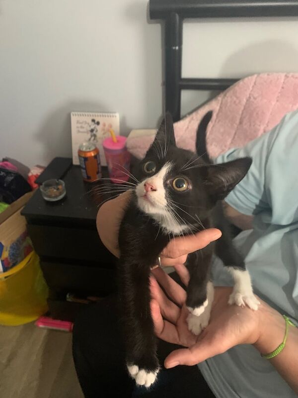 3 different kittens for sale in Hackney, Greater London | Image 2