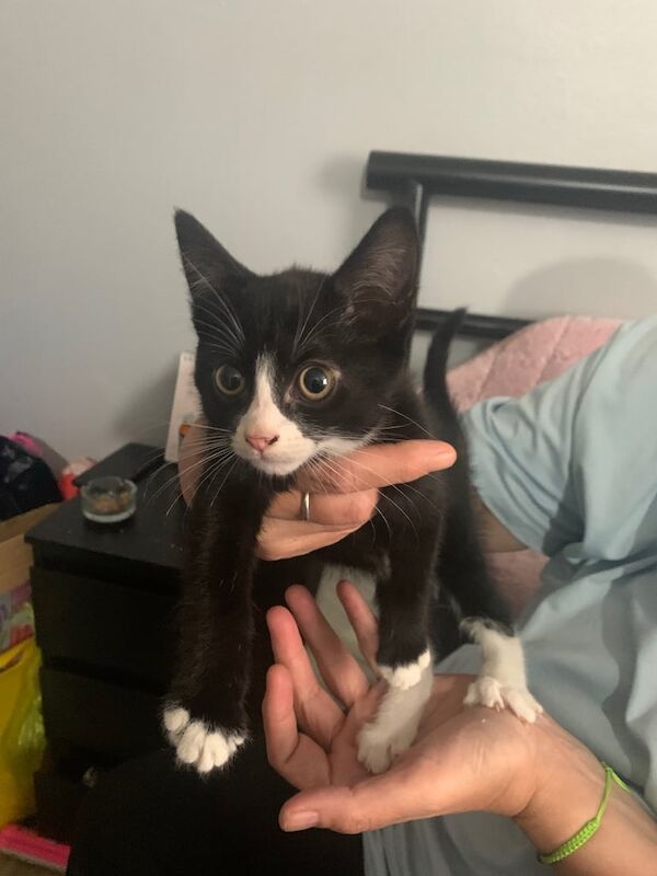 3 different kittens for sale in Hackney, Greater London | Image 3