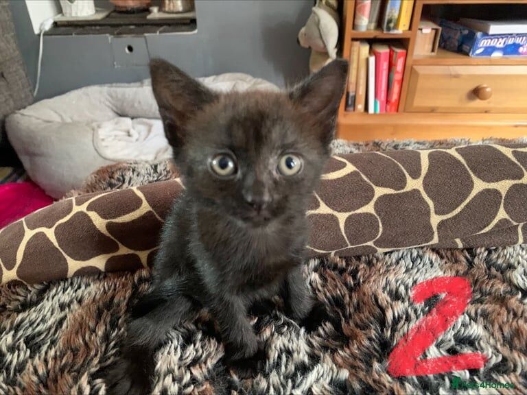 Black British Shorthair kittens for sale in Exeter, Devon – 7 weeks old