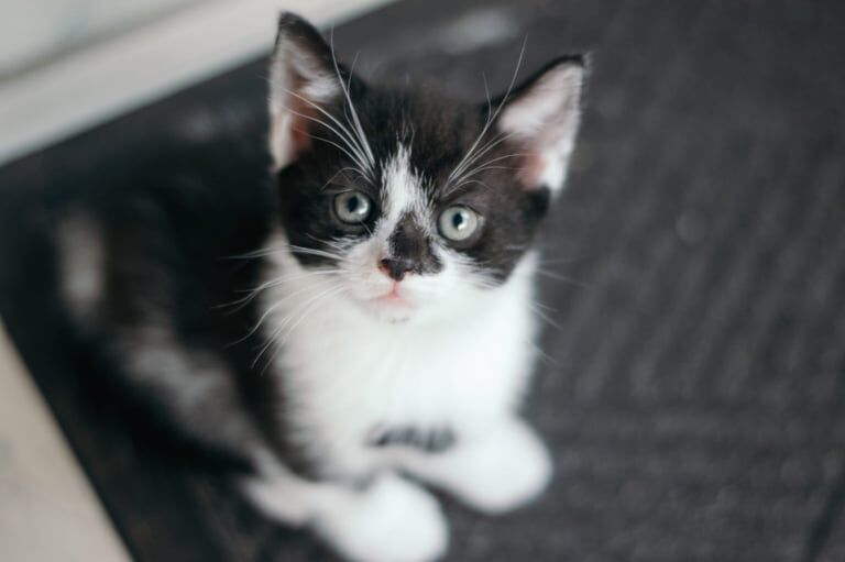 British Shorthair kittens for sale in Oxford, Oxfordshire – 9 weeks old