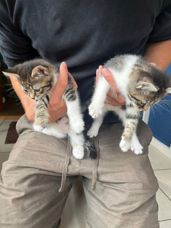 British Shorthair kittens for sale in Oxford, Oxfordshire – 9 weeks old - Image 2 of 3