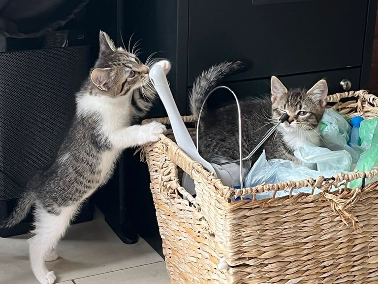 British Shorthair kittens for sale in Oxford, Oxfordshire – 9 weeks old - Image 3 of 3