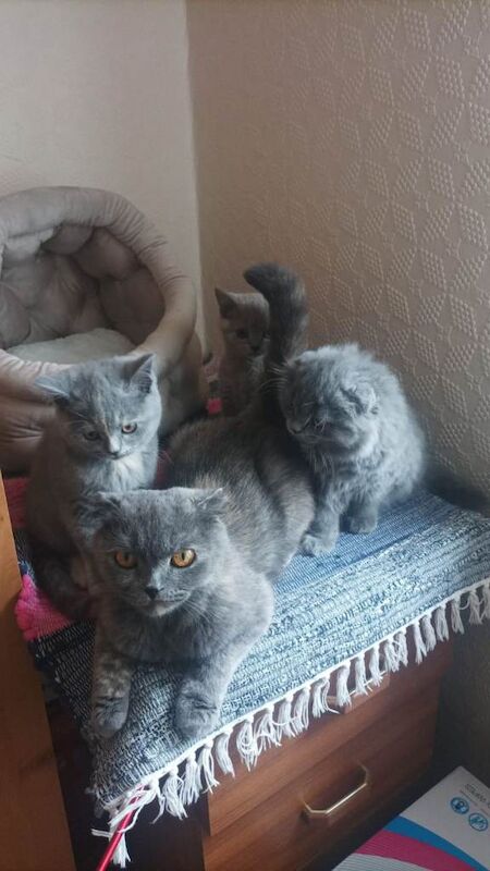 3 Female Kittens