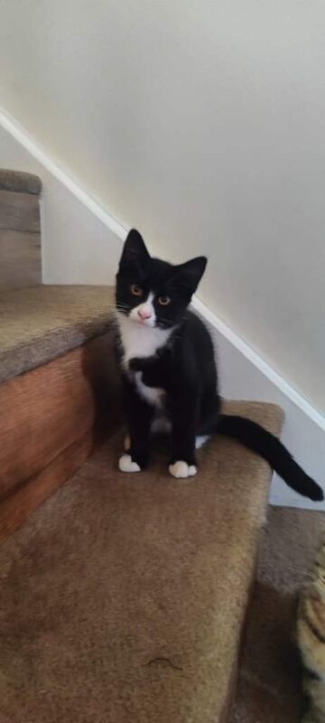 3 female kittens, looking for a new home