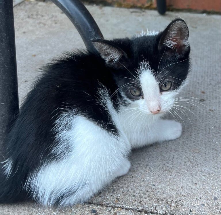 3 female kittens ready for a new home ! for sale in Leek, Staffordshire