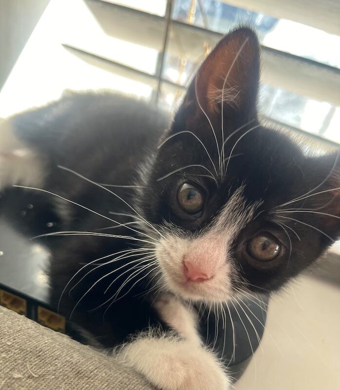 3 female kittens ready for a new home ! for sale in Leek, Staffordshire | Image 2