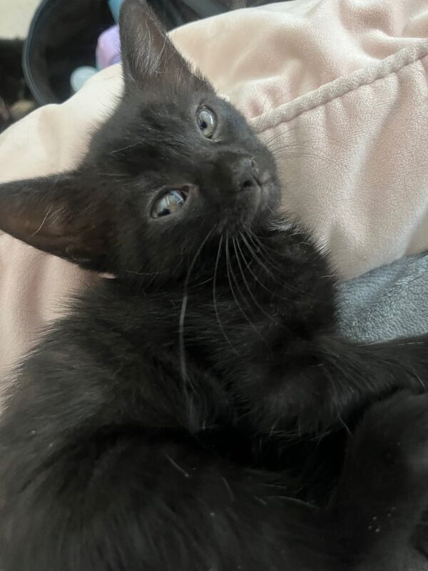 3 female kittens ready for a new home ! for sale in Leek, Staffordshire | Image 3