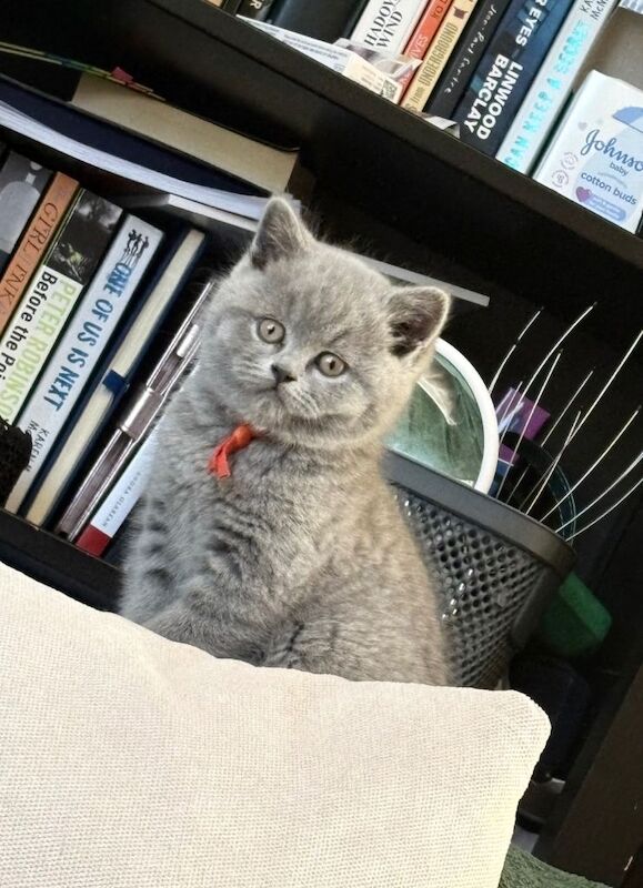 3 Girls left British Shorthair Blue Kitten from Pedigree Family