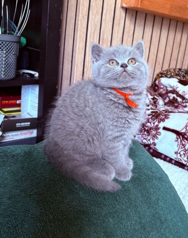 3 Girls left British Shorthair Blue Kitten from Pedigree Family - Image 3 of 3