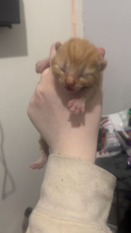 British Shorthair Kittens For Sale