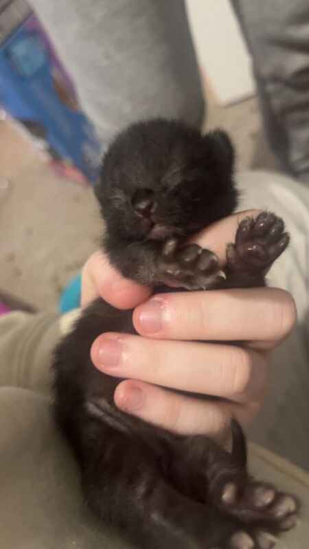 3 gorgeous babies looking for home - Image 2 of 3