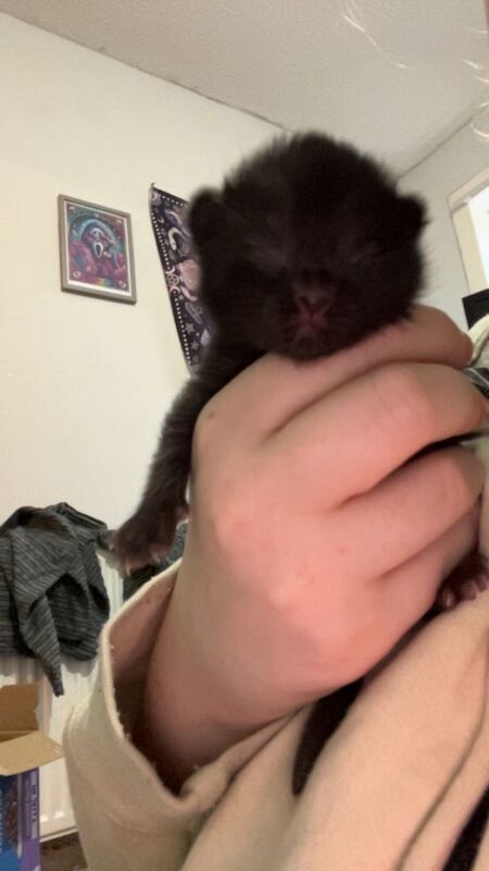 3 gorgeous babies looking for home - Image 3 of 3