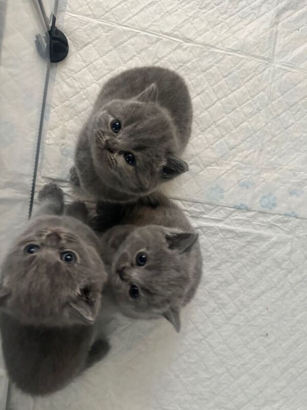 3 gorgeous British Blue Shorthair Kittens