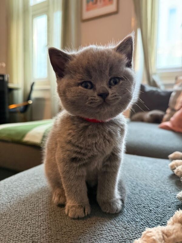 3 Gorgeous British Shorthair Kittens